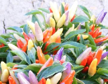 NuMex Easter Ornamental Pepper Seeds