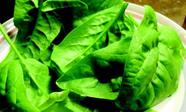 Olympia Hybrid Spinach