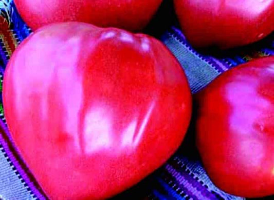 Giant Oxheart Tomato Seeds