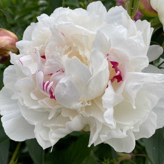 Peony 'Festiva Maxima'