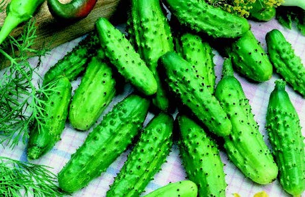 Parisian Hybrid Cucumber Seeds