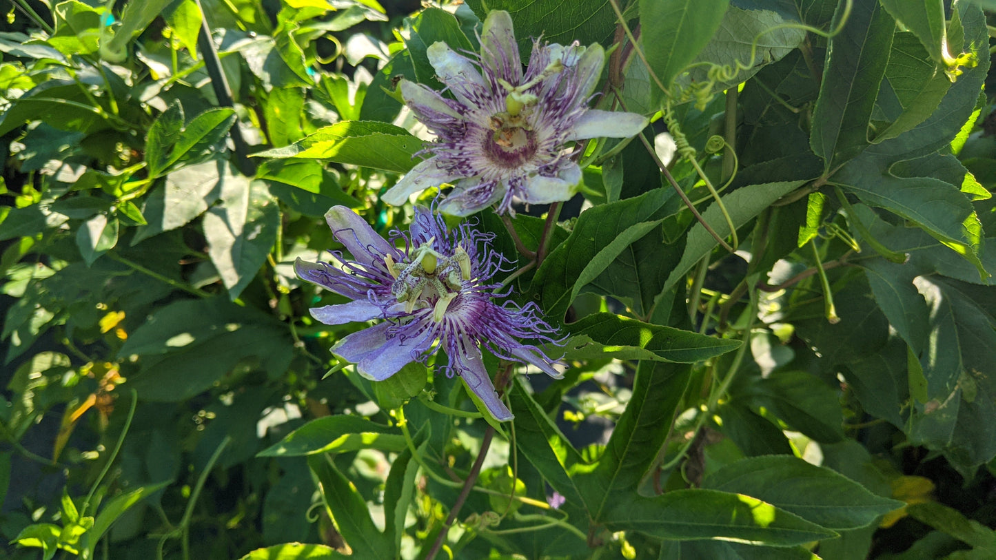 Maypop Purple Passionflower