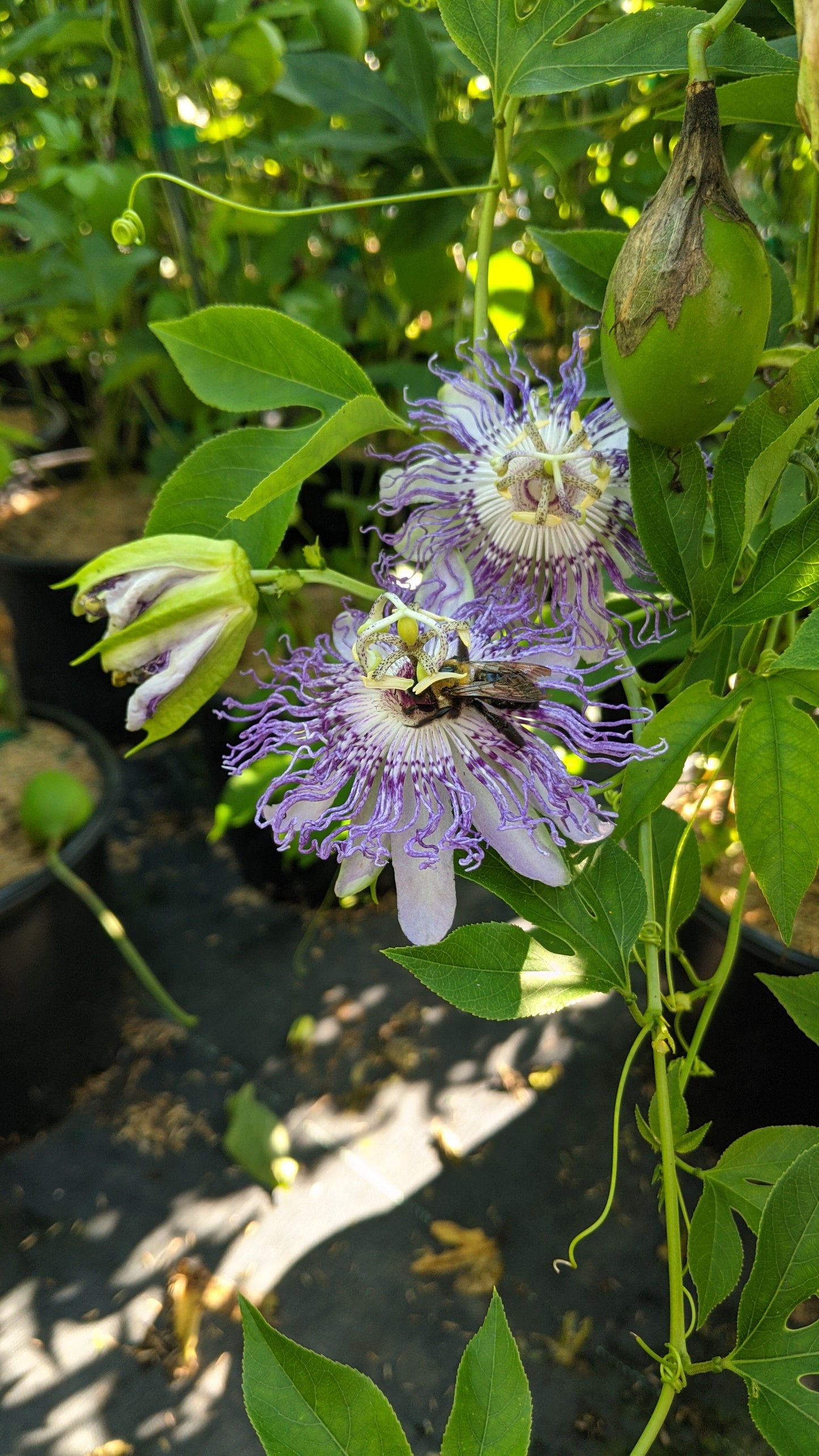 Maypop Purple Passionflower