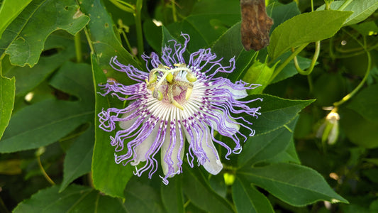 Maypop Purple Passionflower