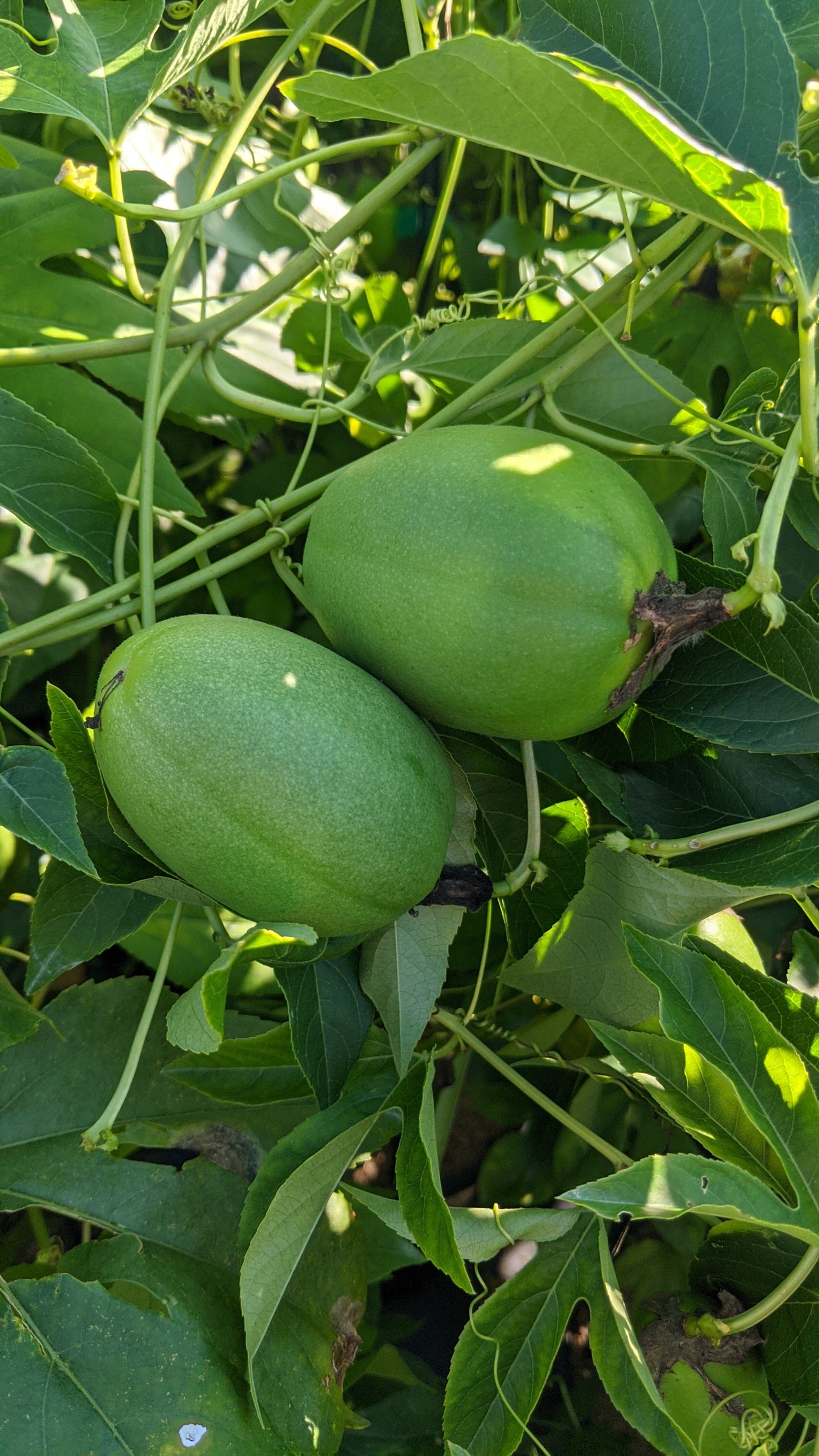 Maypop Purple Passionflower