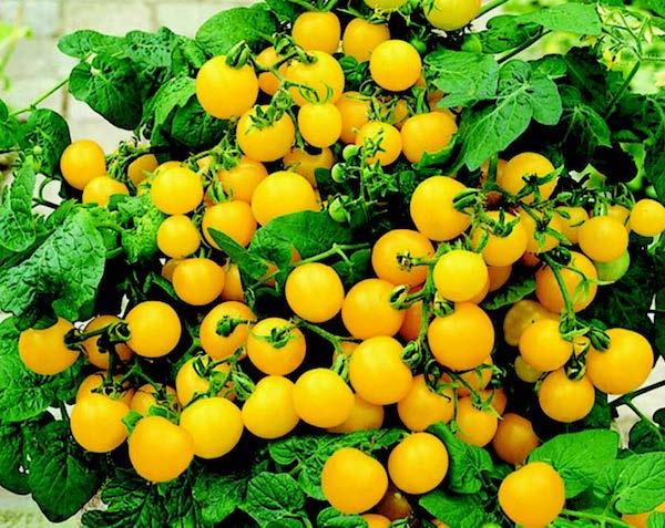 Patio Choice Yellow Hybrid Tomato Seeds