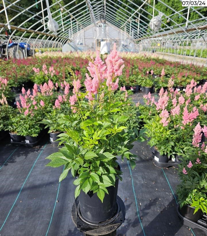 Peach Blossom Astilbe