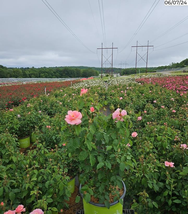 The Peachy Knock Out® Rose