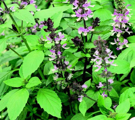 Persian Basil Seeds