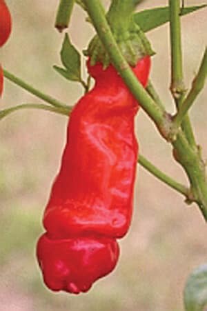 Red Peter Hot Pepper Seeds