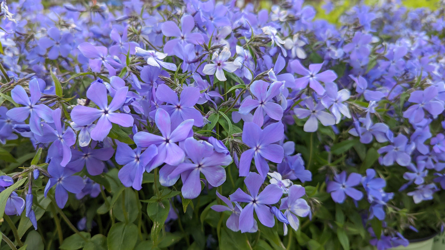 Blue Moon Woodland Phlox