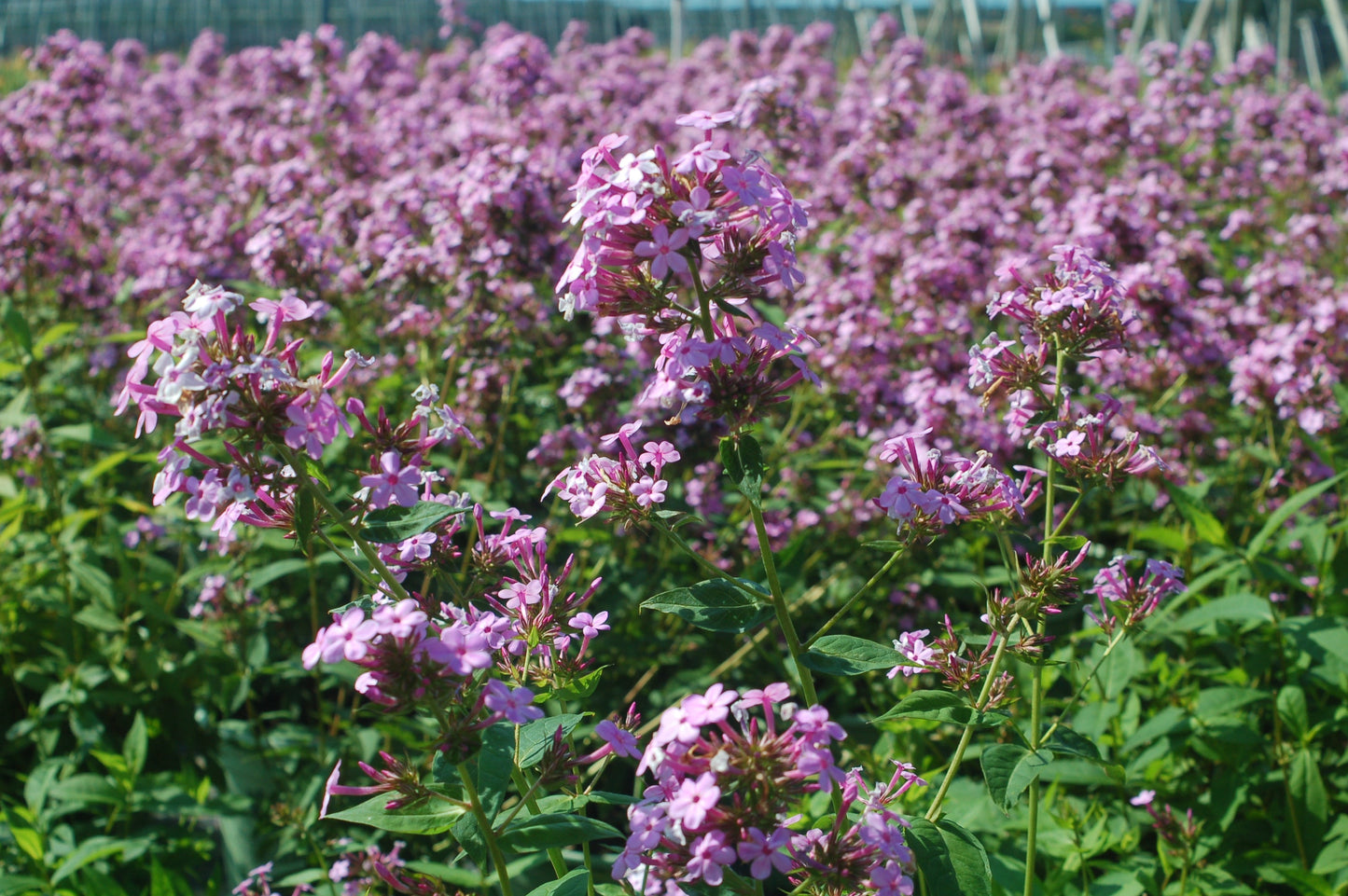 Jeana Garden Phlox