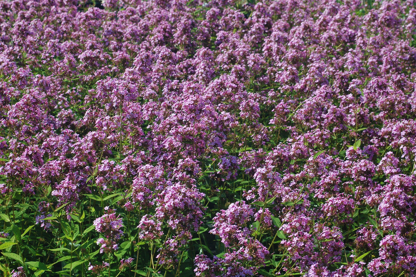 Jeana Garden Phlox