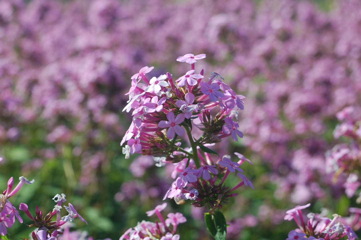 Jeana Garden Phlox