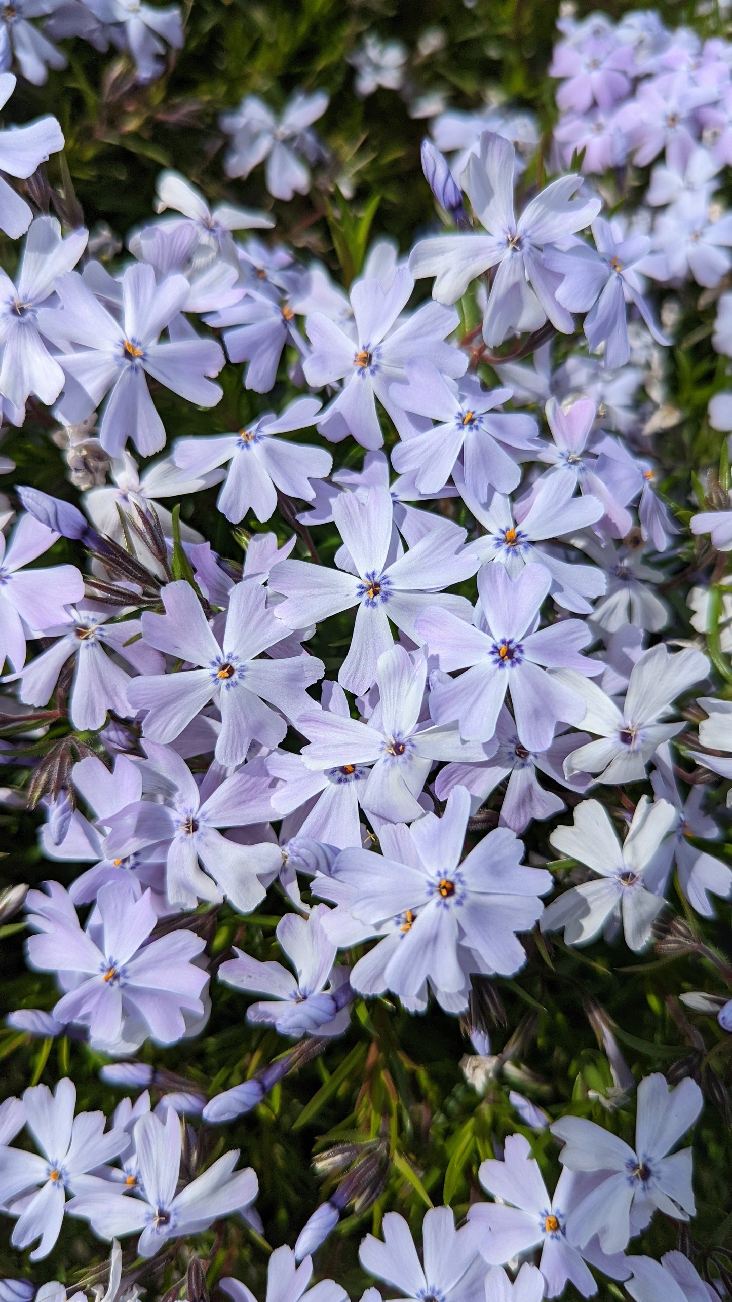 Spring Blue Moss Phlox