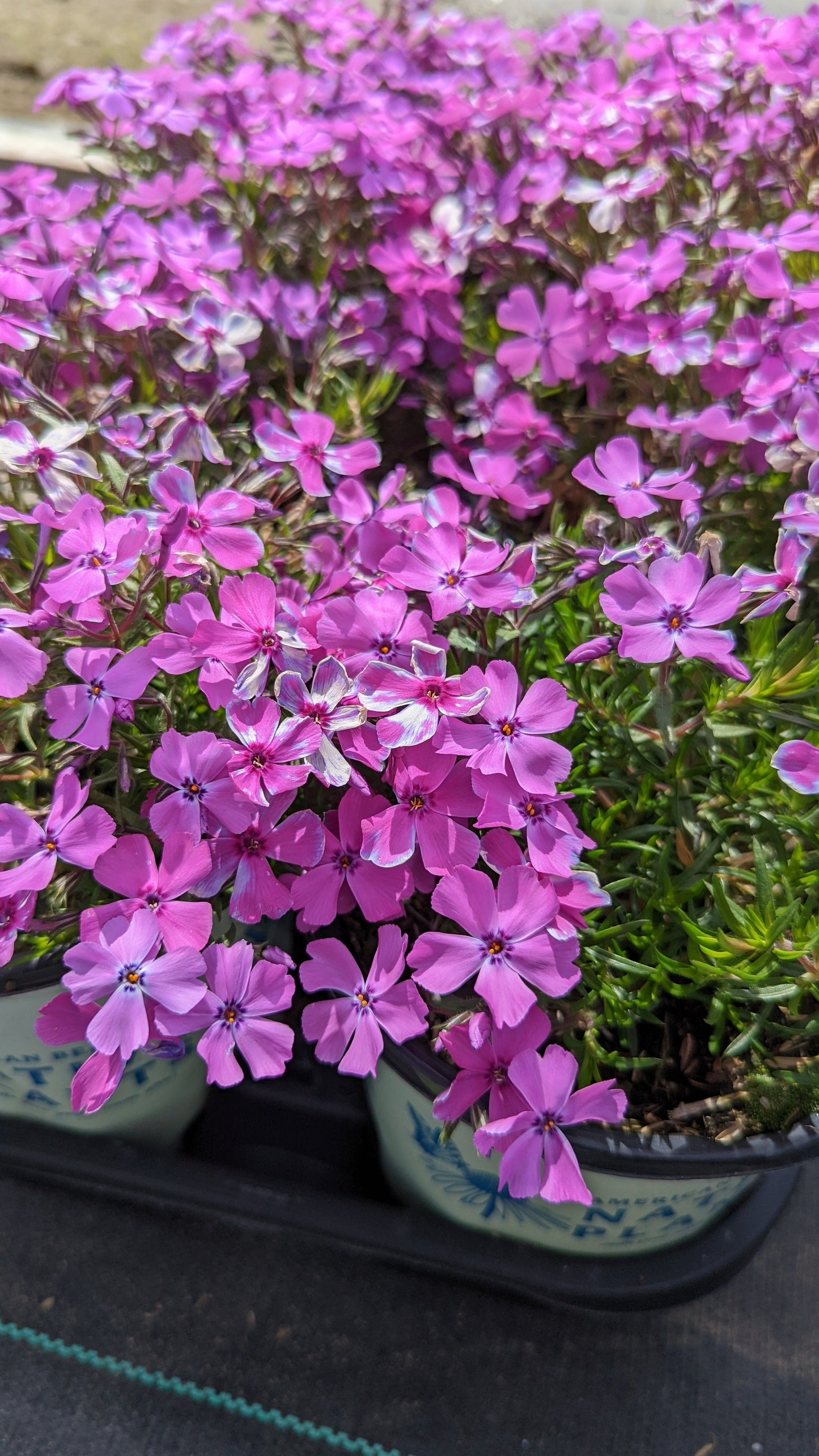 Spring Purple Moss Phlox