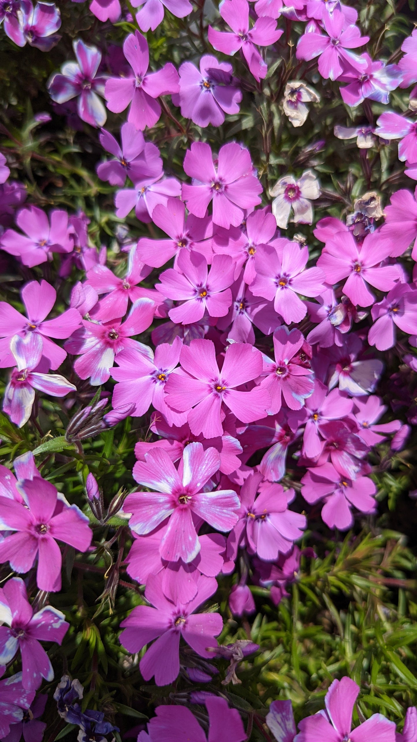 Spring Purple Moss Phlox