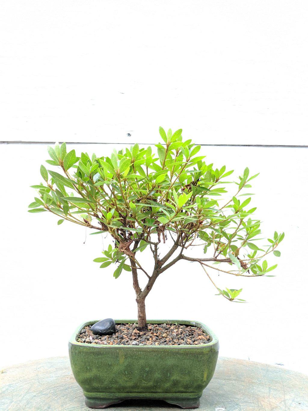 Pink Chinzan Azalea Bonsai Tree