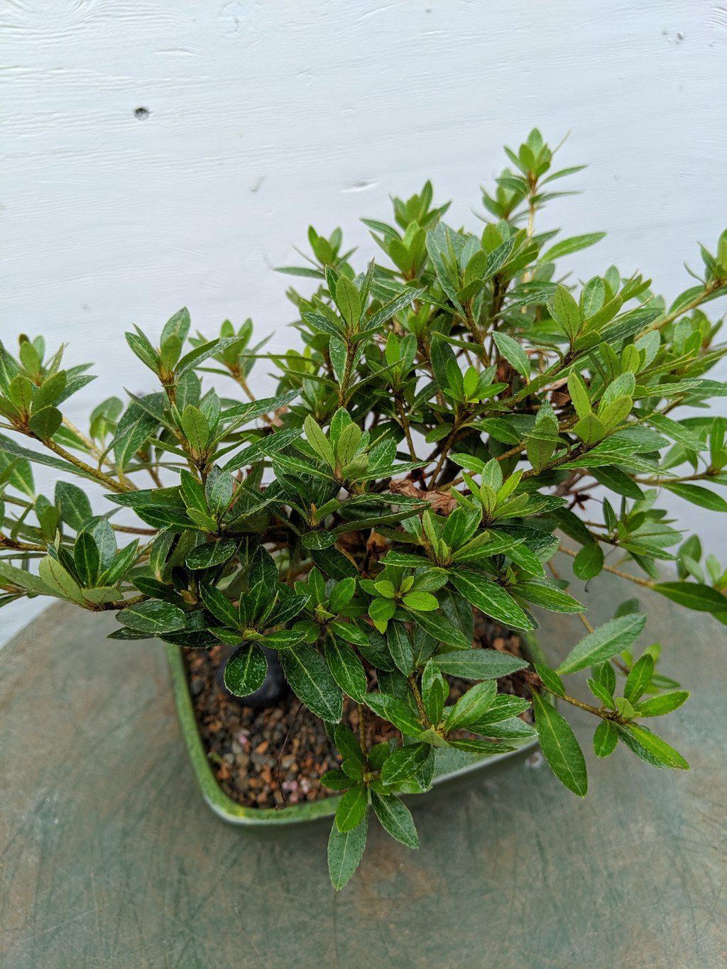 Pink Chinzan Azalea Bonsai Tree