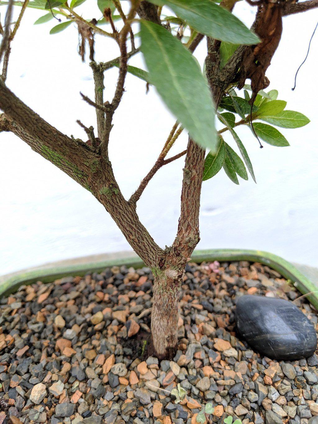 Pink Chinzan Azalea Bonsai Tree