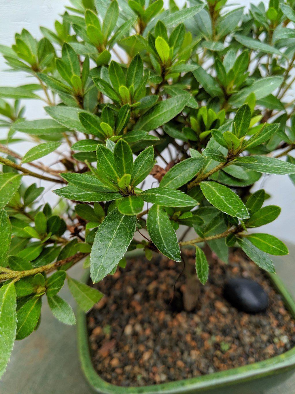 Pink Chinzan Azalea Bonsai Tree