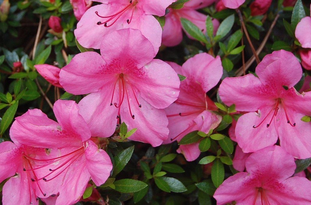 Pink Chinzan Azalea Bonsai Tree