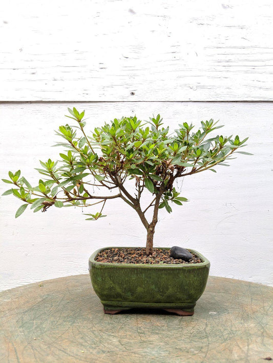 Pink Chinzan Azalea Bonsai Tree