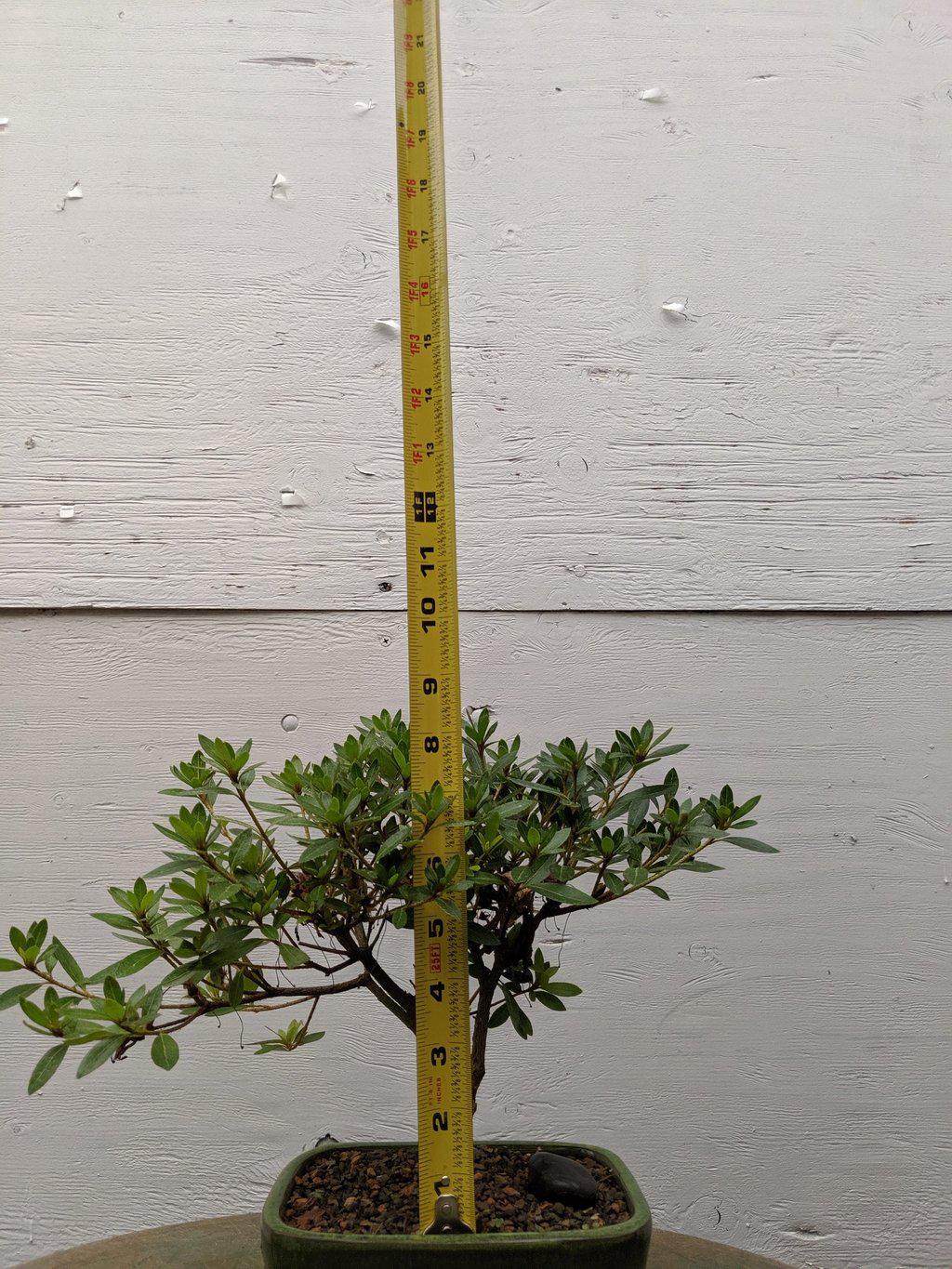 Pink Chinzan Azalea Bonsai Tree