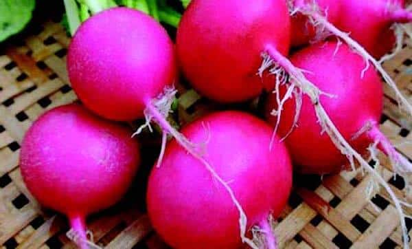 Pink Beauty Radish Seeds