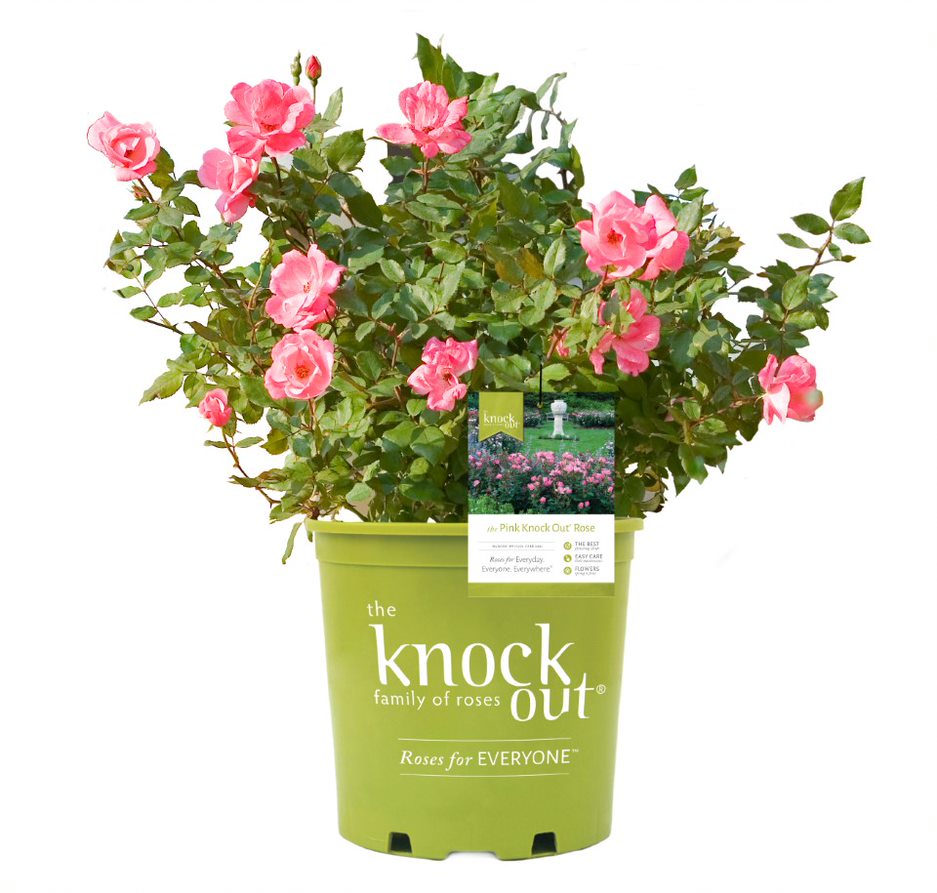 Pink Knock Out® Rose