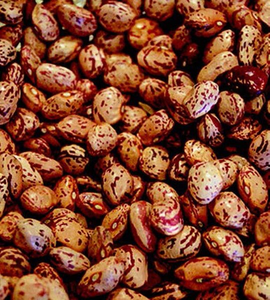 Pinto Bean Seeds