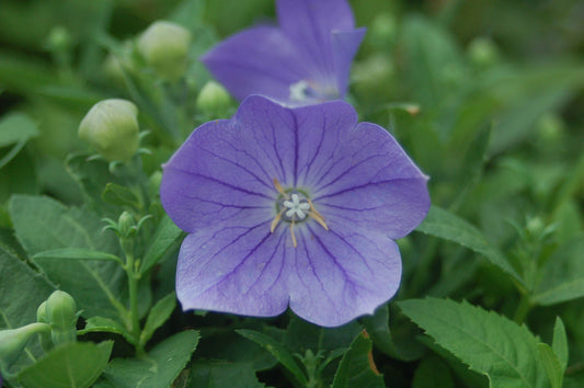 Sentimental Blue Balloon Flower