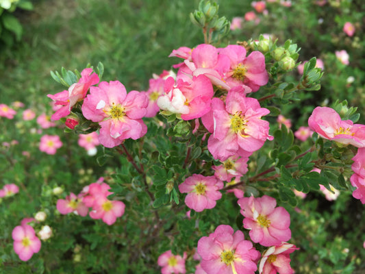 Happy Face Hearts® Potentilla