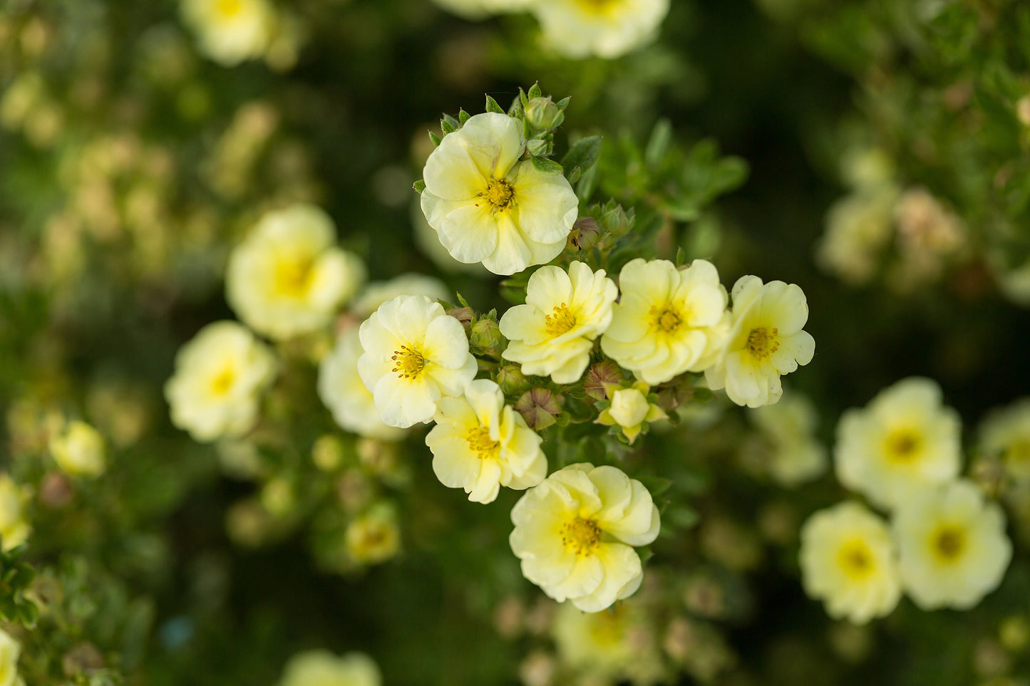 Lemon Meringue™ Potentilla