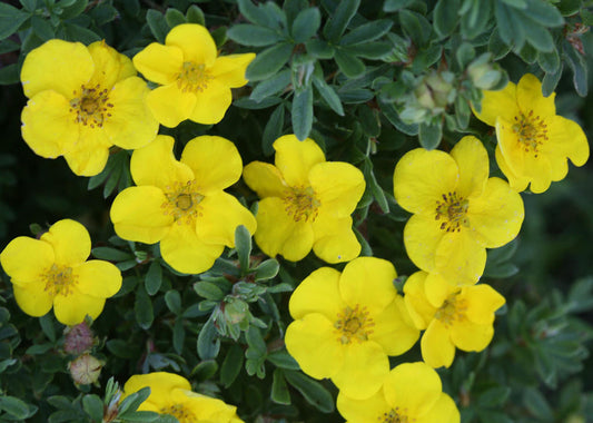 Happy Face® Cinquefoil