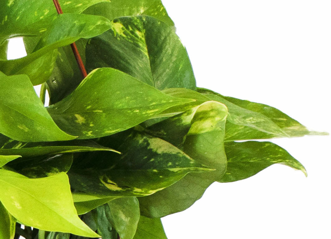 Epipremnum aureum 'Pothos'