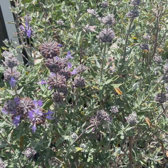 Purple Sage Salvia leucophyllla 'Point Sal' Pollinator Plant 