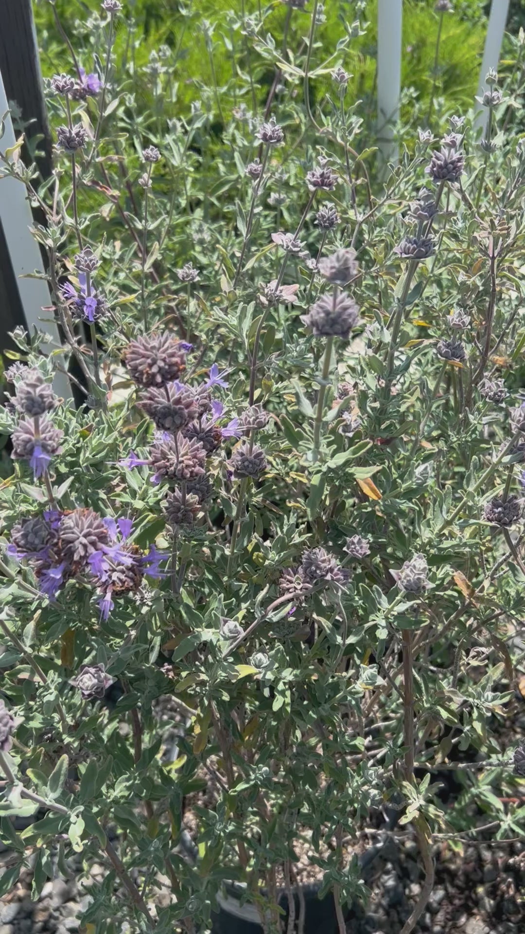 Purple Sage Salvia leucophyllla 'Point Sal' Pollinator Plant 