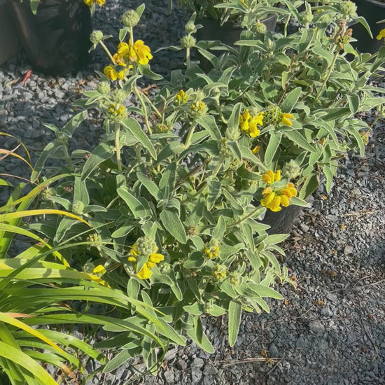 Jerusalem Sage 