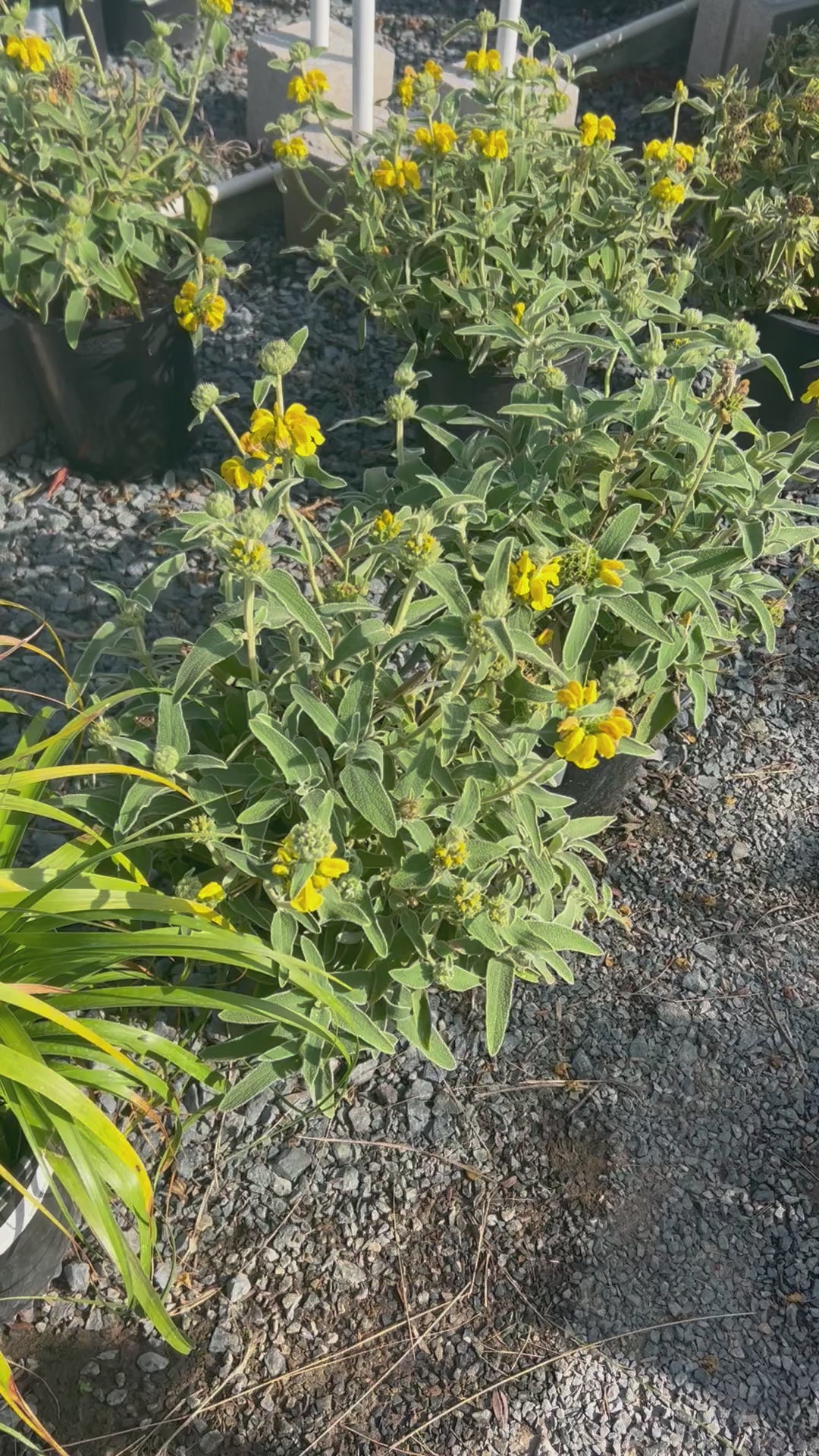 Jerusalem Sage 