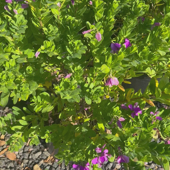 Sweet pea butterflies plant 