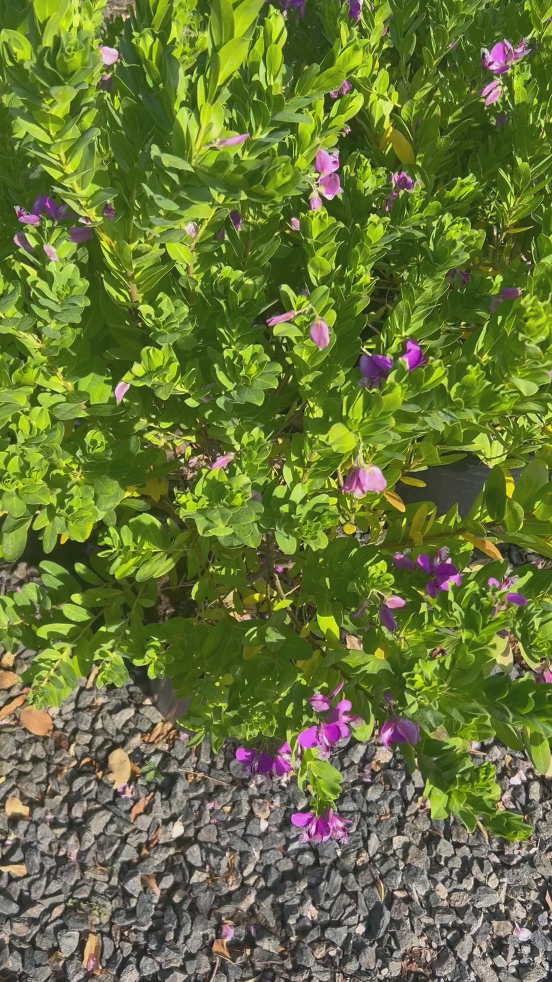 Sweet pea butterflies plant 