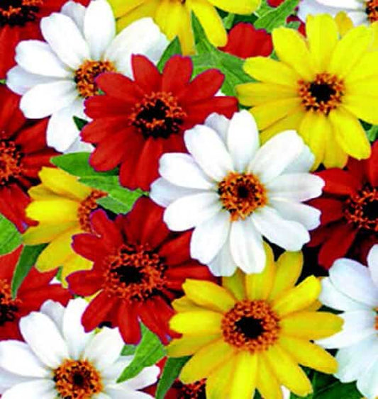 Profusion Hybrid Sunrise Mix Zinnia Seeds