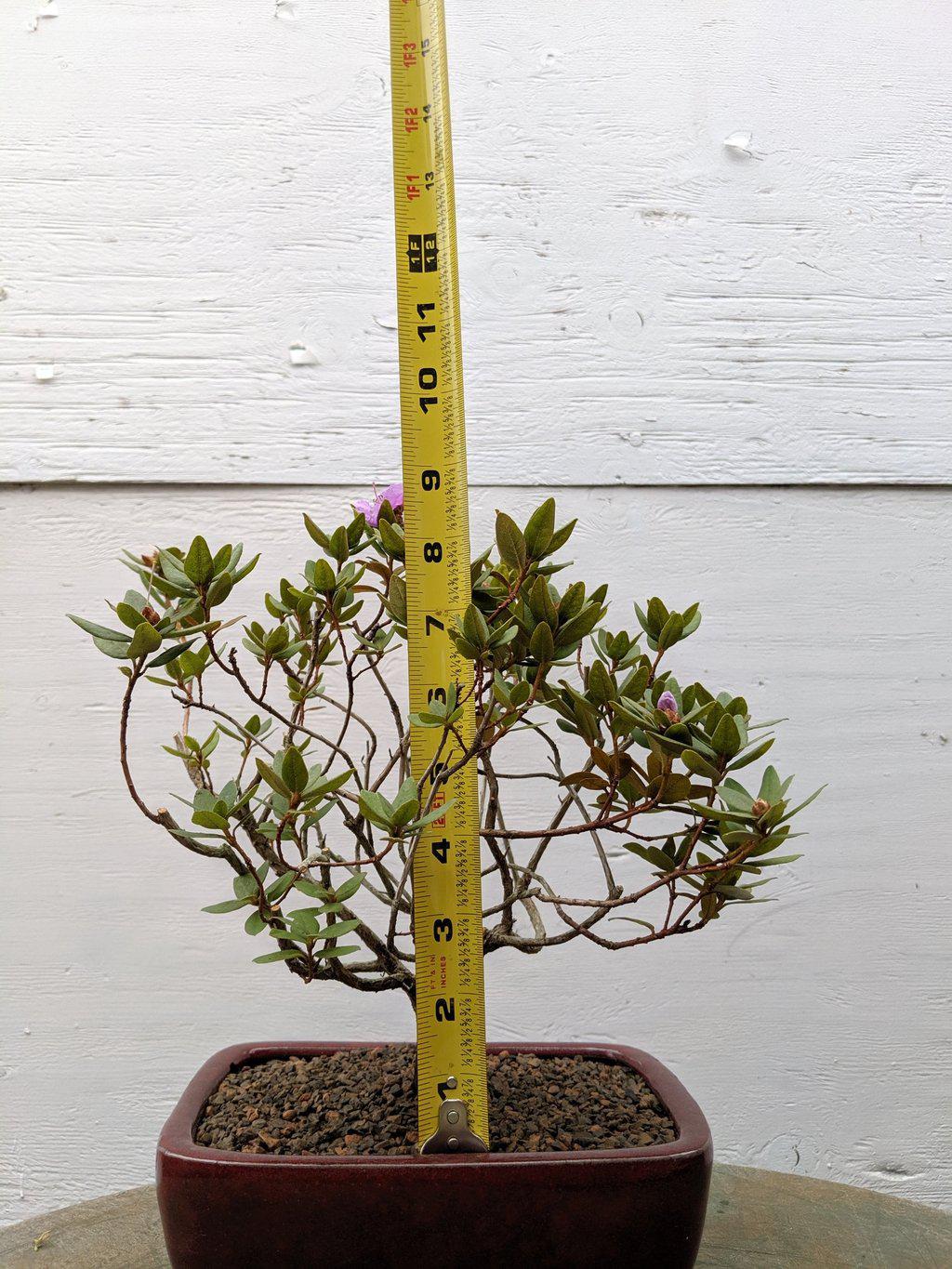 Purple Rhododendron Bonsai Tree