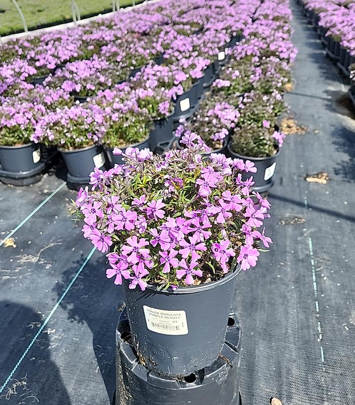 Purple Beauty Moss Phlox