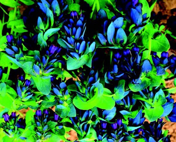 Purple Bells Cerinthe Seeds