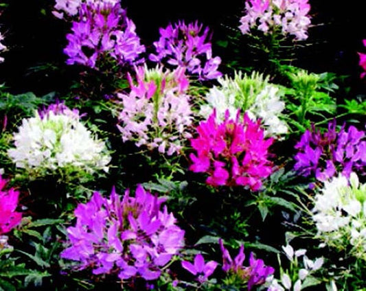 Queen Mix Cleome Seeds