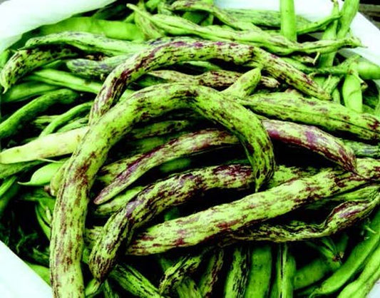 Rattlesnake Bean Seeds