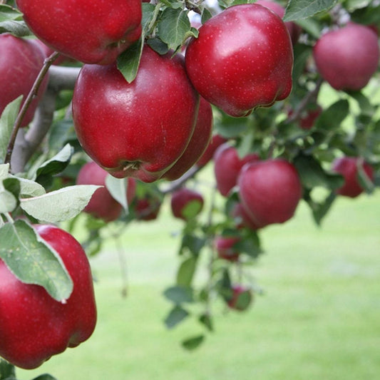 Apple Tree 'Red Delicious'