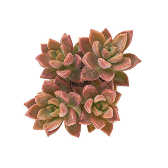 Red Graptosedum